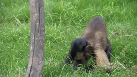 Capuchin Monkey seaching Treasures or Food Stock Footage 155959737