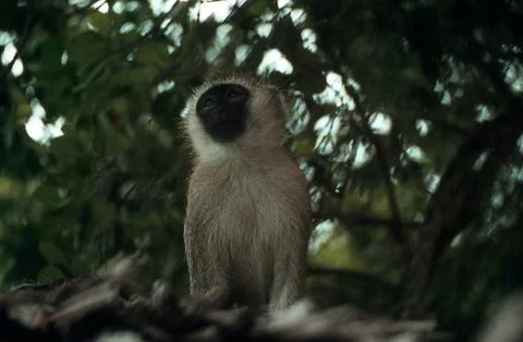 Capuchin monkey sits in a tree in East Africa Stock Photos