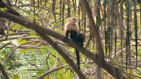A Capuchin monkey sitting on a branch in the Jungle and taking a poop. 4K 動画素材 93214428