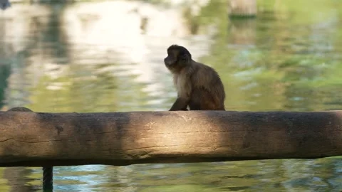 Capuchin Monkey Sitting on Fallen Log Near Lake, Looking Around Stock Footage 302495759