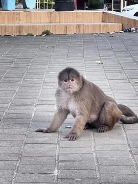 Capuchin Monkey Sitting on a Paved Street in Misahualli, Ecuador Stock Photos