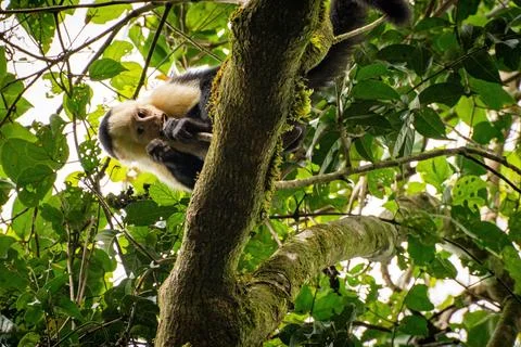 Capuchin monkey sitting on tree and chewing on branch in natural habitat Stock Photos