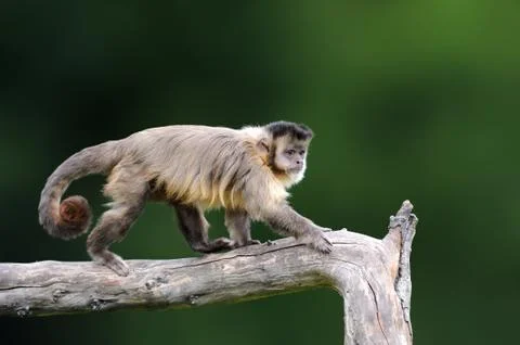 Capuchin, monkey sitting on the tree branch in the dark tropic forest Stock Photos