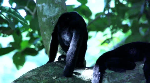Capuchin Monkey sleepy in a tree Stock Footage 22770374