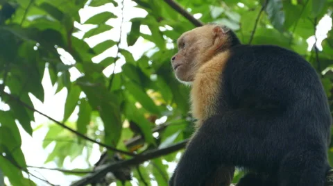 Capuchin monkey spitting out coconut pieces Stock Footage 58769505