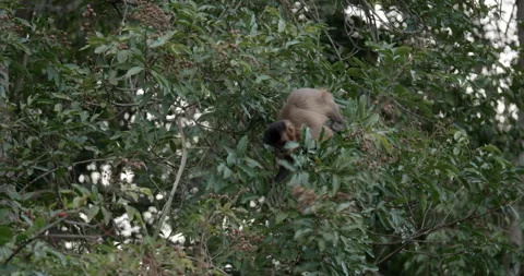 Capuchin monkey stock Stock Footage 252934716