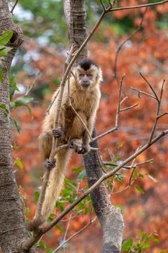 Capuchin monkey surrounded by red foliage Stock Photos