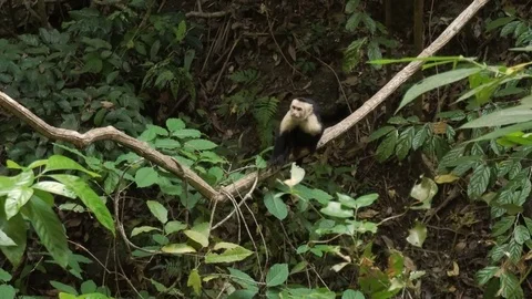 Capuchin Monkey Swings on Vine Stock Footage 73156183