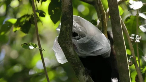 Capuchin monkey takes a plastic bag off its head at manuel antonio in costa rica Stock Footage 177806621