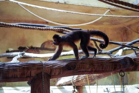 Capuchin monkey taking a walk on a branch of a tree belongs to the subfamily  Stock Photos