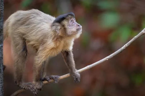 Capuchin Monkey on a thin branch Stock Photos