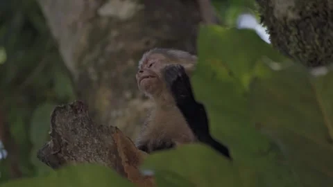 Capuchin Monkey Touching His Face Relaxed Among Leaves In Manuel Antonio Stock Footage 313659540