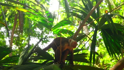 Capuchin monkey on tree branch in Tayrona National Park, Colombia Stock Footage 336458756