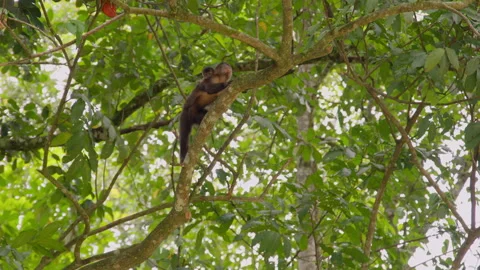 Capuchin Monkey, Tree Branch, Wild Primate, Forest Canopy Stock Footage 345530993