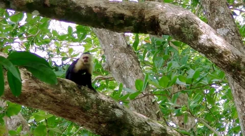 Capuchin monkey on a tree in Costa Rica Stock Footage 38260236