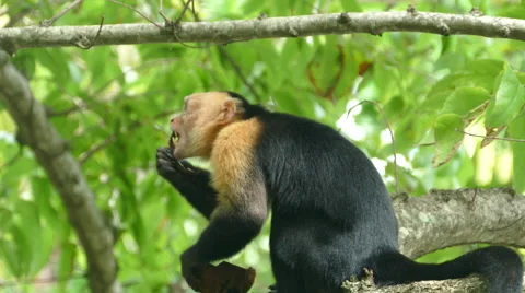 Capuchin monkey in a tree eating pieces out a coconut shell Stock Footage 58768603