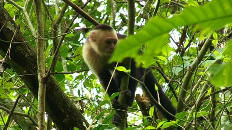 Capuchin monkey in a tree looking around Stock Footage 161811346