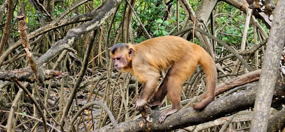 Capuchin monkey in a tree Stock Photos
