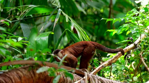 Capuchin monkey use tail to grip tree branch for balance in lush rainforest Stock Footage 334607955