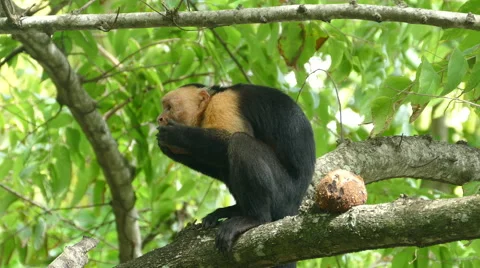 Capuchin monkey very busy to eat the last pieces out a coconut shell Stock Footage 58768417