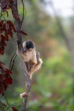 Capuchin Monkey on a vine Stock Photos