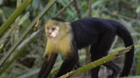 Capuchin Monkey Walking and Leaps Vidéo 73096353