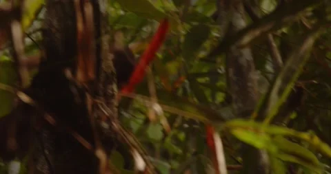 Capuchin monkey walking behind the plants through them pulling a fresh shoot to Video stock 296785877