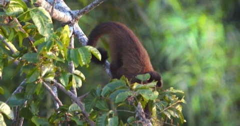 Capuchin monkey walking down holding the branch looking for the right fruit to Video stock 296785942