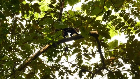 Capuchin monkey walking down a large palmtree leaf Stock Footage 123620818
