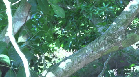 Capuchin Monkey walking down a tree Stock Footage 22770535