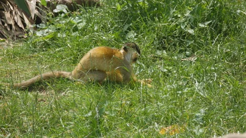 A capuchin monkey walking on the grass. Stock Footage 109354248