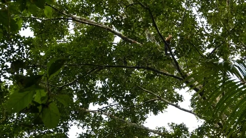 Capuchin monkey walking within large Panamanian tree Stock-Footage 123620325