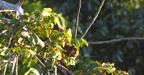 Capuchin Monkey walks across the big branch holding it by its hands seamlessly Stock Footage 296785888