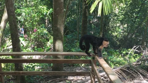 A Capuchin monkey walks on a railing with a baby on its back Stock Footage 302939064