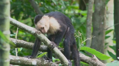 Capuchin Monkey in the wild Video stock 1052989