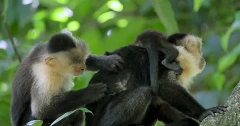 Capuchin monkeys, cebus caucinus being groomed, mother with baby monkey Stock Footage 162813500