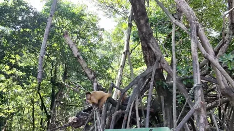 Capuchin Monkeys Climbing Mangrove Tree Roots in Vassouras near Preguiça River Stock Footage 340917148