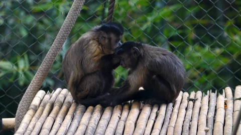Capuchin Monkeys Grooming 4K Stock Footage 88457829