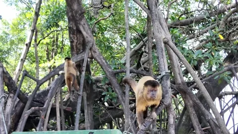 Capuchin Monkeys Perched on Mangrove Roots in Vassouras along Preguiça River Stock Footage 341413573