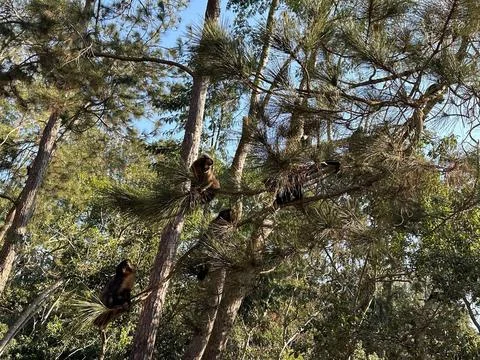 Capuchin monkeys in a pine tree Stock Photos
