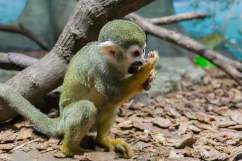 Capuchin monkeys sits on the ground Stock Photos