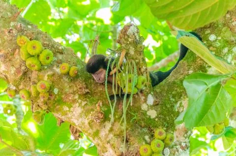 Capuchin monkeys. On top of a figs tree looking down. On a jungle trail at Ig Stock Photos