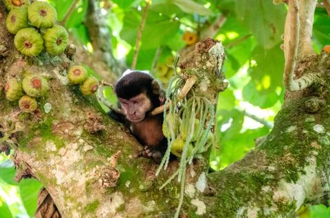 Capuchin monkeys. On top of a figs tree looking down. On a jungle trail at Ig Stock Photos