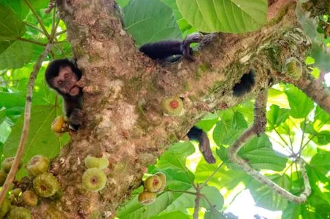 Capuchin monkeys. On top of a figs tree looking down. On a jungle trail at Ig Stock Photos