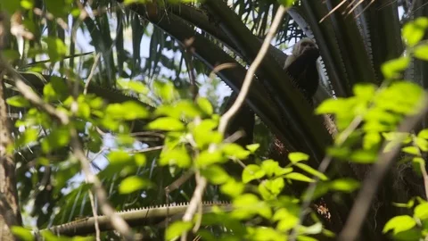 Capuchin Monkeys On A Tree Branch Stock Footage 79048234