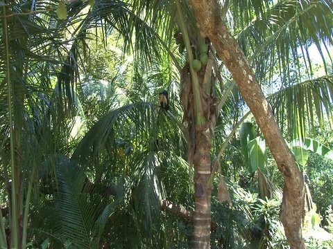 Capuchin Monkeys in trees wide Stock Footage 85567615