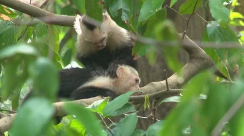 Capuchin Monkeys in the wild Stock Footage 1052798