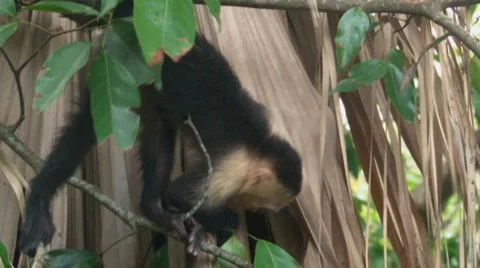 Capuchin Monkeys in the wild Video stock 1052983