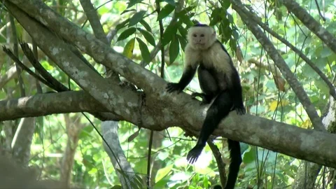 Capuchin tropical monkey on a branch in the Caribbean Stock Footage 91813728