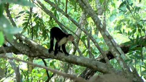 Capuchin tropical monkey on a branch in the Caribbean Stock Footage 91814017